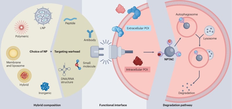 Scientists Create Nanoparticles That Attack Brain Cancer - Image 2