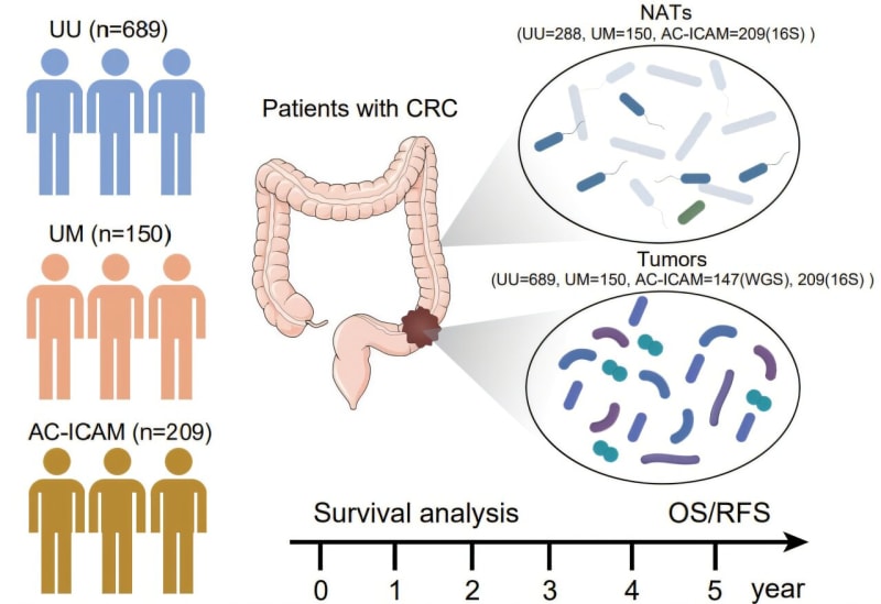 Colorful scientific illustration showing beneficial bacteria communities within human colon tissue, representing groundbreaking cancer research and medical hope.