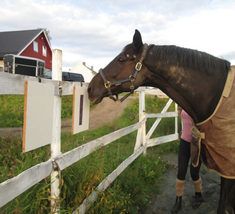 Horses Learn to Talk Using Symbols in Norway Study