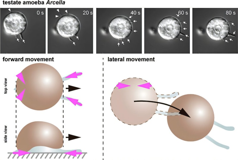 Microscopic shelled amoeba Arcella extending multiple pseudopodia like octopus tentacles to move across surface