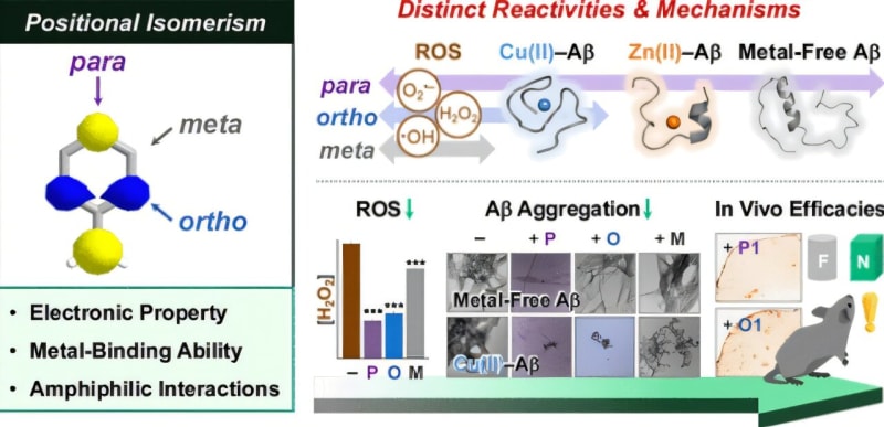 New Alzheimer's Drug Design Fights 3 Disease Causes at Once