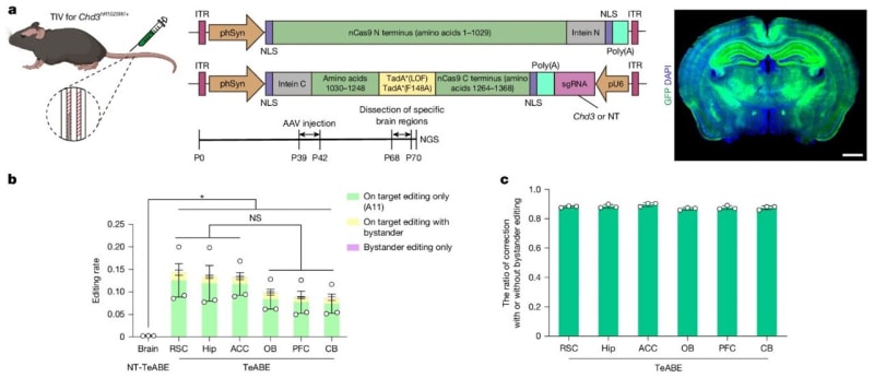 Gene Therapy Reverses Brain Disorder in Mice After Birth - Image 2
