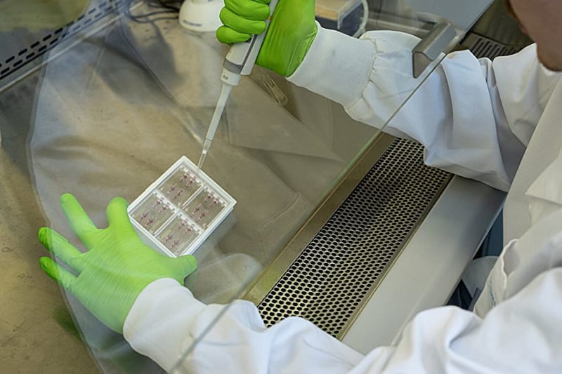 Lab-Grown Retina Chip Could End Eye Disease Testing on Animals