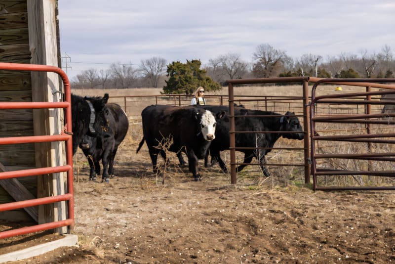 Missouri Farmers Double Grazing With GPS Cattle Collars