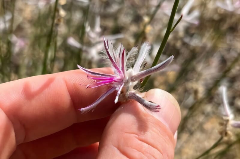 Extinct Plant Rediscovered in Remote Australia After 60 Years - Image 2