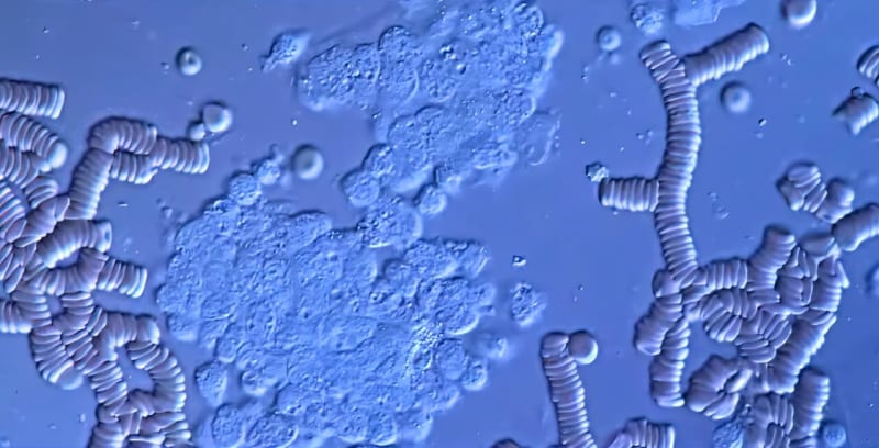 VCU Scientists Create Molecule That Hunts Hidden Cancer Cells