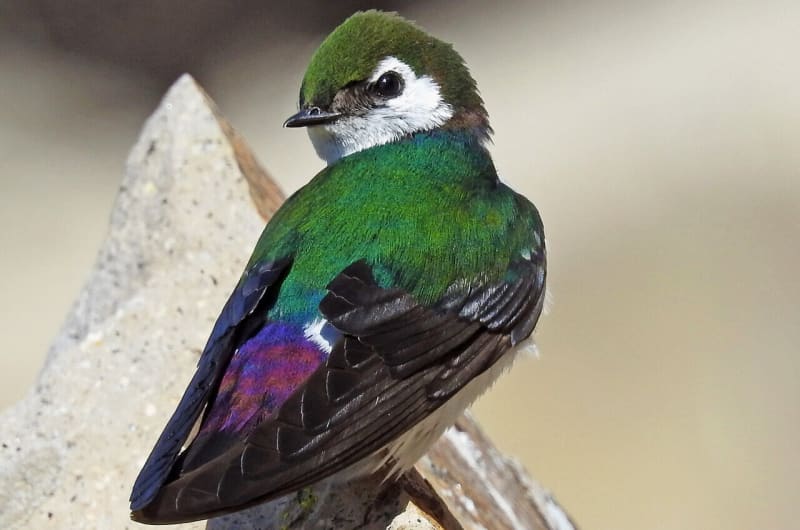 Noise Pollution Harms Birds—But We Know How to Fix It - Image 2