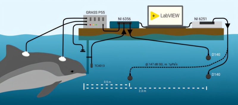 Harbor porpoise swimming underwater with research electrodes attached to its back