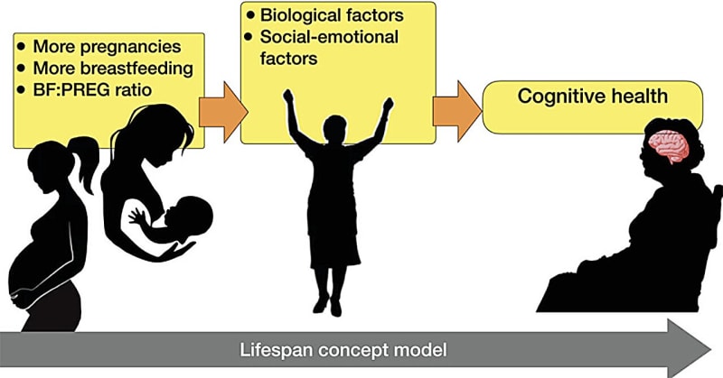 Pregnancy and Breastfeeding Linked to Sharper Memory Later
