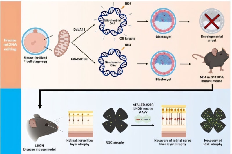 Gene Therapy Restores Vision in Blindness Study - Image 2