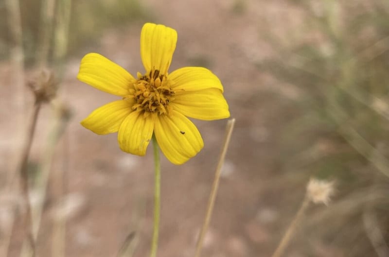 Las Vegas Groups Fight to Save Rare Red Rock Sunflower - Image 2