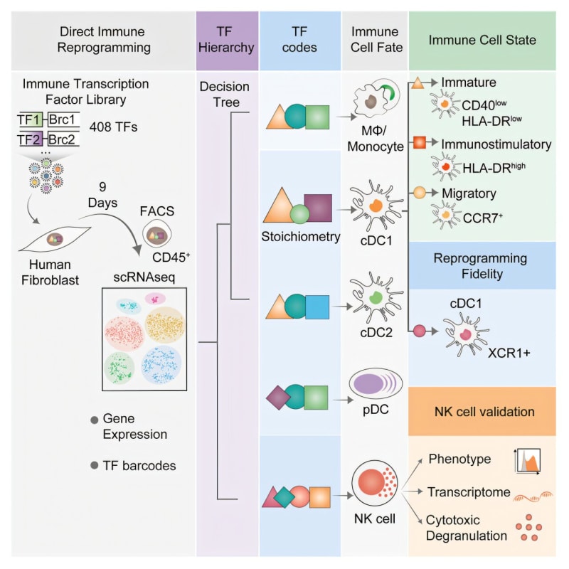 Scientists Create 'Recipe Book' to Turn Cells into Cancer Fighters