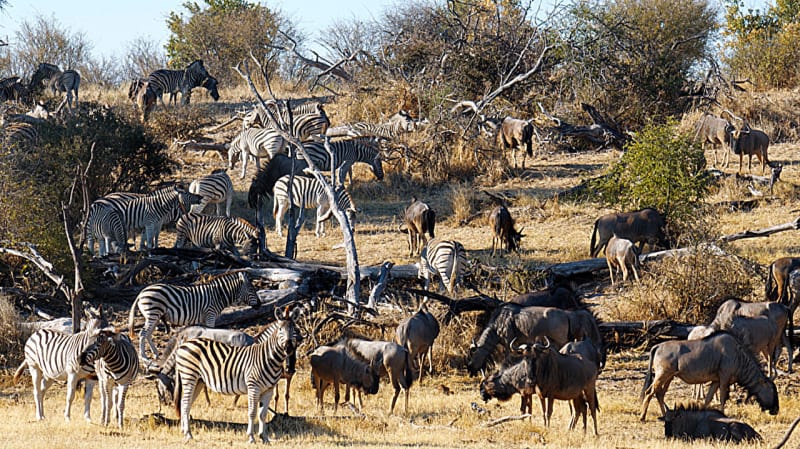Southern Africa to Remove Fences, Restore Wildlife Routes