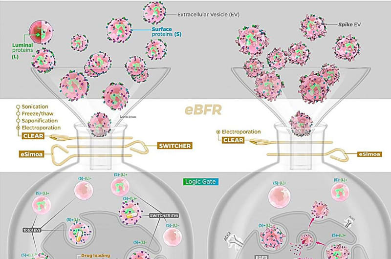 Scientists Turn Cancer's Own Messengers Into Healing Tools - Image 2