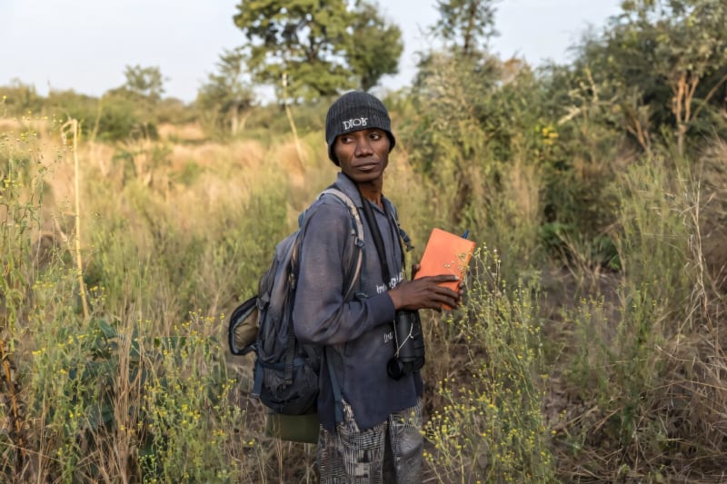 Researcher watches chimpanzee walking through Senegal savanna carrying baobab fruit in mouth