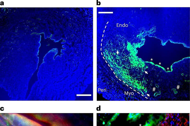 New mRNA Therapy Restores Fertility in Infertility Study - Image 2