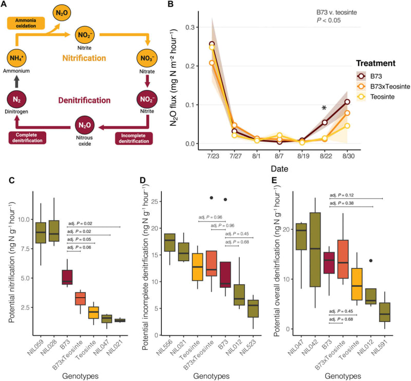 Scientists Give Corn Its Wild Roots Back to Cut Fertilizer - Image 2