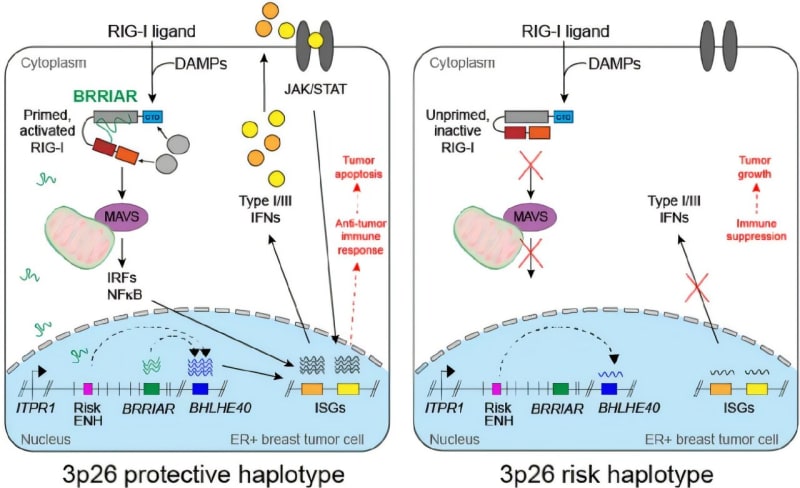 Scientists Find RNA Molecule That Kills Breast Cancer Cells