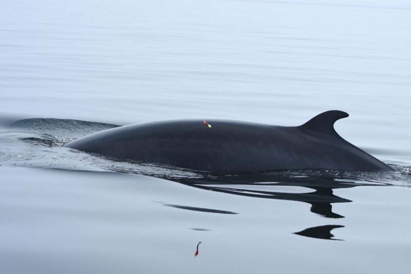 Whales Share Food as Ocean Resources Dwindle - Image 2