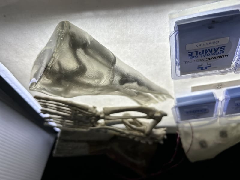 3D-Printed Sea Lion Models Save Real Animals From Toxic Algae - Image 2