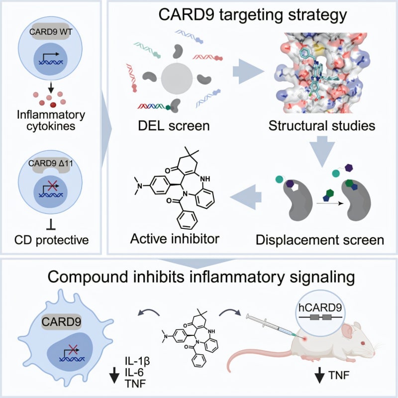 Scientists Create Drug That Mimics Rare Crohn's Protection