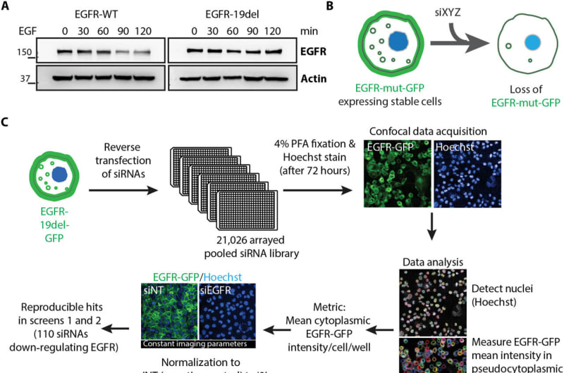 Scientists Find Cancer's Shield and How to Break It - Image 2