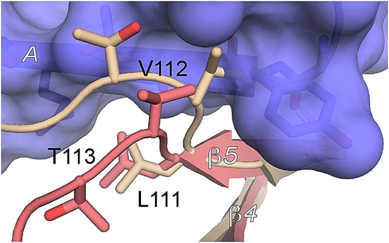 Microscopic visualization showing how CD44 protein controls immune cell movement and coordination