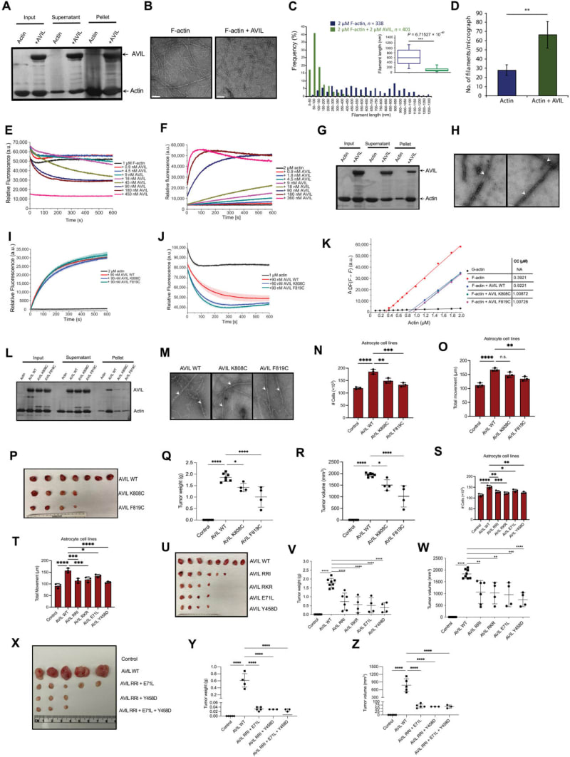 New Molecule Blocks Deadliest Brain Cancer in Mice - Image 2