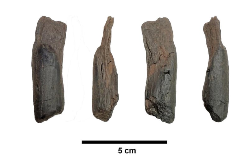 430,000-Year-Old Wooden Tools Found in Greece - Image 2