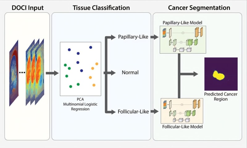 AI-powered optical imaging system displaying colorful tumor probability maps highlighting cancerous thyroid tissue regions for surgical guidance