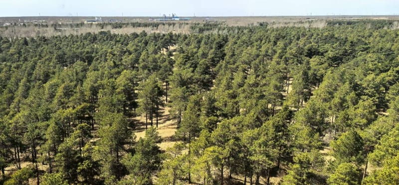 China Plants Shrubs in Desert, Pulls Carbon From Sky - Image 2