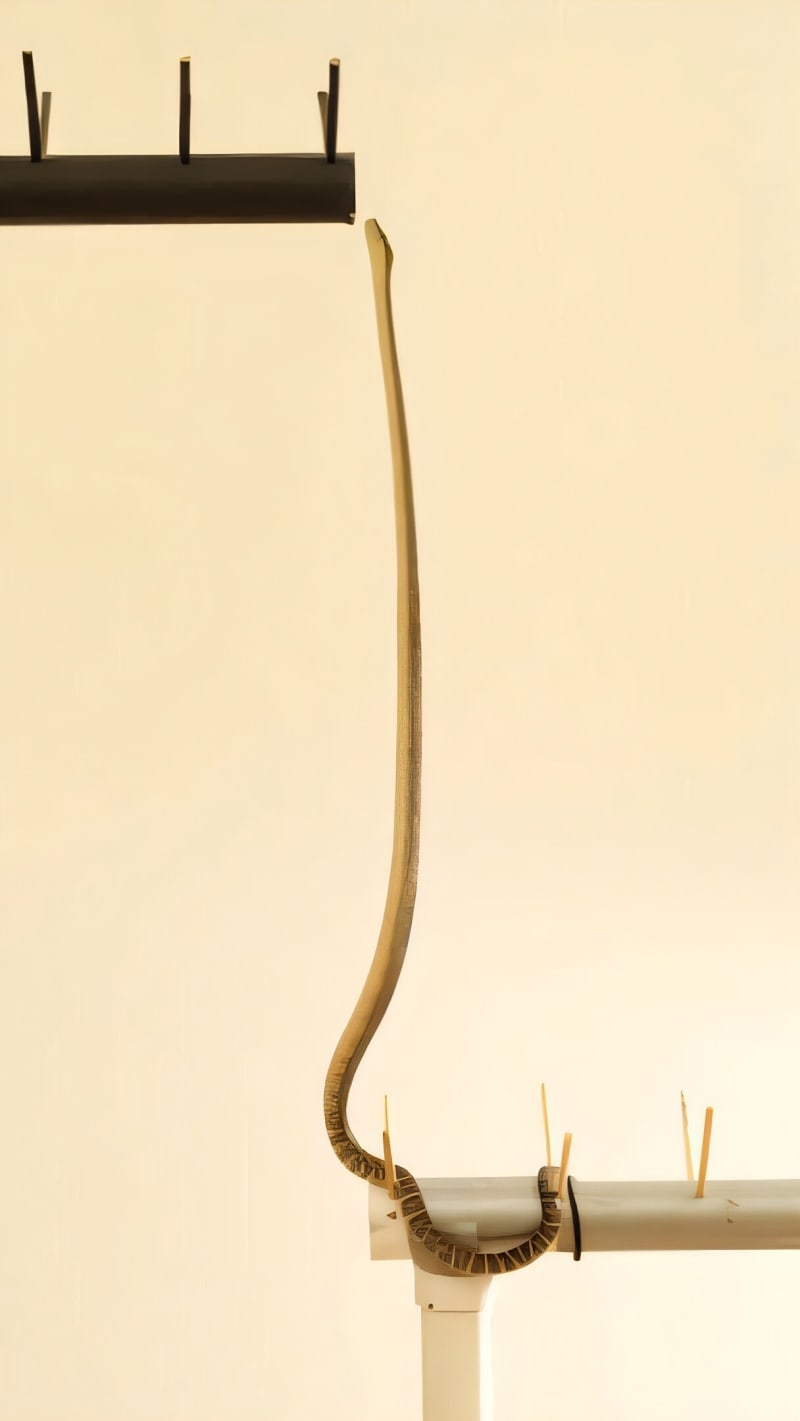 Brown tree snake standing vertically upright on narrow perch demonstrating balance control