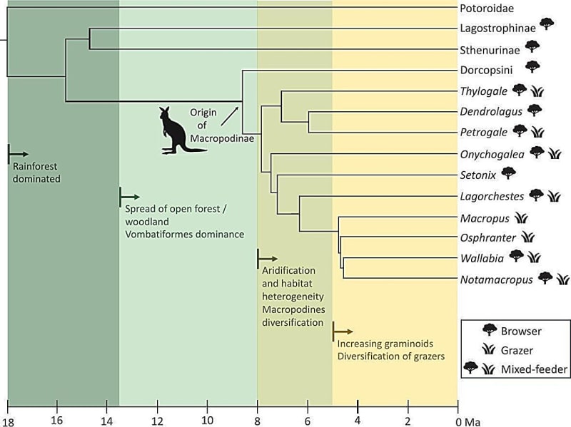 Kangaroos Evolved Twice as Australia Dried Out 9M Years Ago