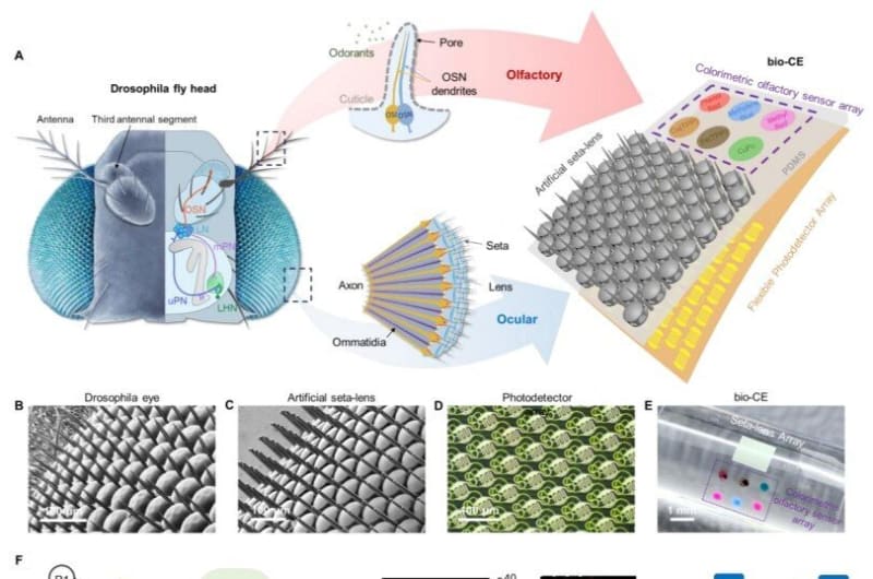 Fly-Inspired Robot Eye Sees and Smells Danger at Once - Image 2