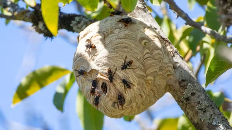 New Zealand Finds 43 Hornet Nests, Eradication on Track - Image 2