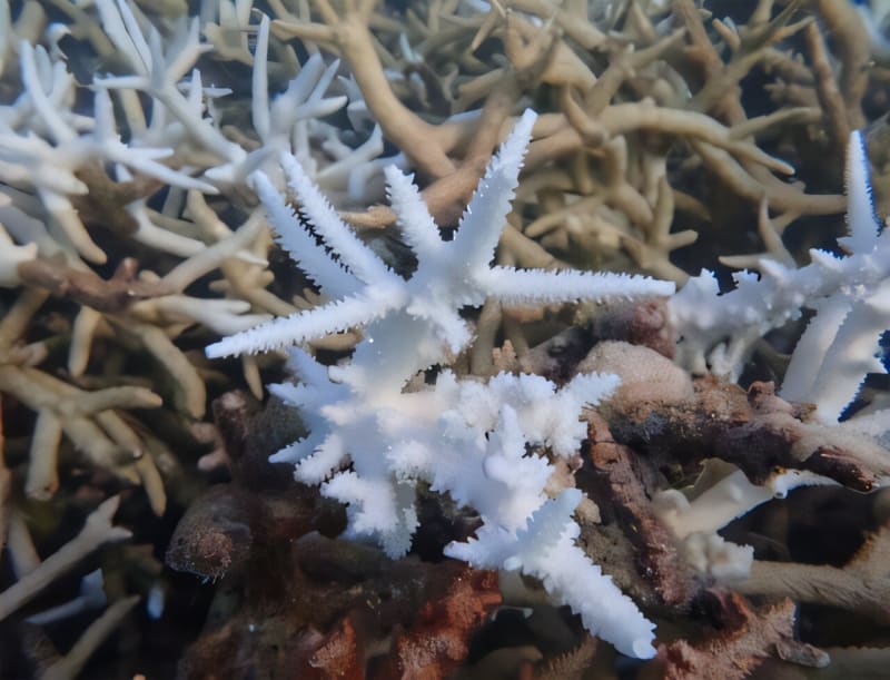Scientists Rally to Save Corals After 2023 Heat Wave