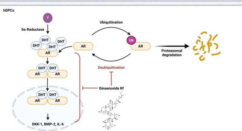 Korean Ginseng Compound Shows Promise for Hair Loss - Image 2