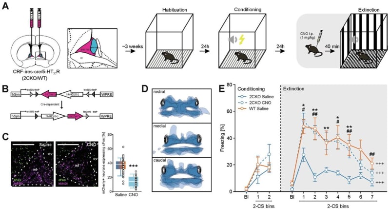 Scientists Speed Up Fear Recovery in Breakthrough Study - Image 2