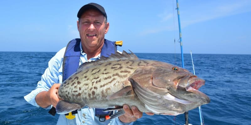 New Model Helps Gulf Coast Grouper Make a Comeback - Image 2