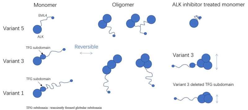 Scientists Watch Cancer Drugs Work in Real-Time - Image 2