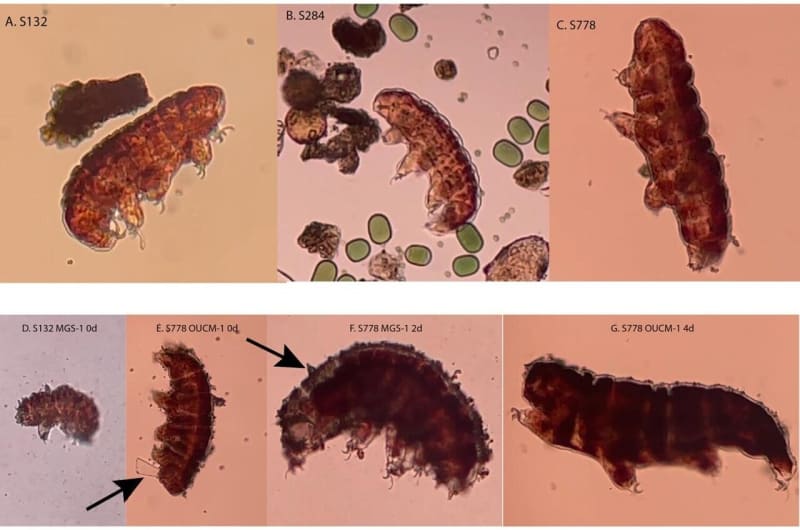 Tiny Water Bears Reveal Mars Soil Secrets for Future Bases - Image 2