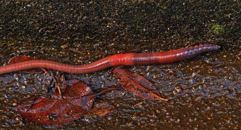 Plants and Worms Clean Polluted City Drains in Scotland - Image 2