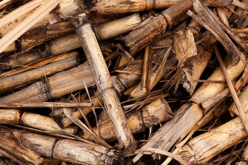 Canada Eyes Biomass to Cut 94M Tons of CO₂ Annually