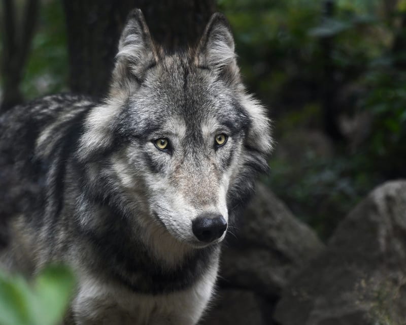 Gray wolf walking through wilderness terrain in California or Nevada mountain range