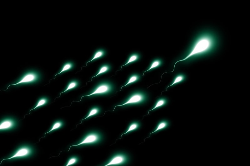 Scientists Find 'Aging Clock' in Human Sperm