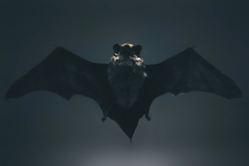Humans Learn Bat-Like Echolocation in Minutes
