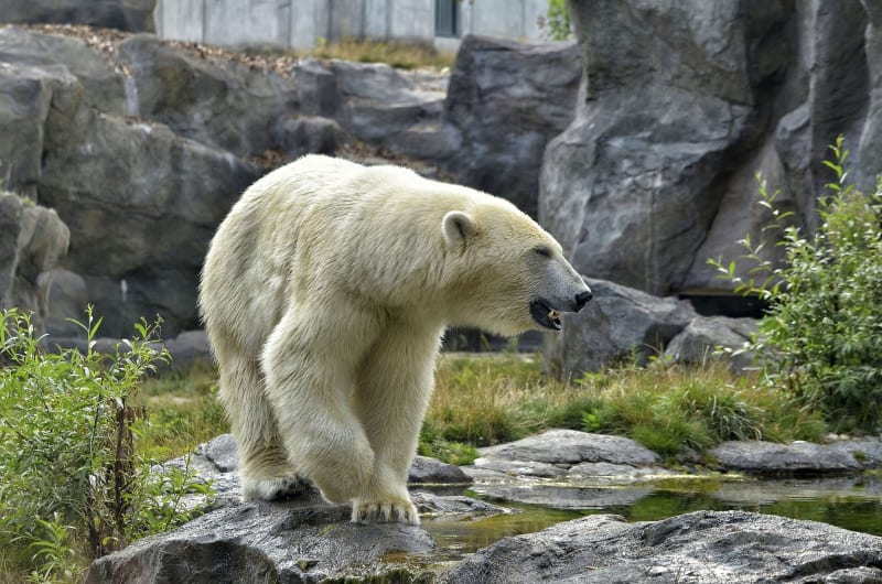 Two white polar bears touching noses affectionately in greeting at zoo habitat