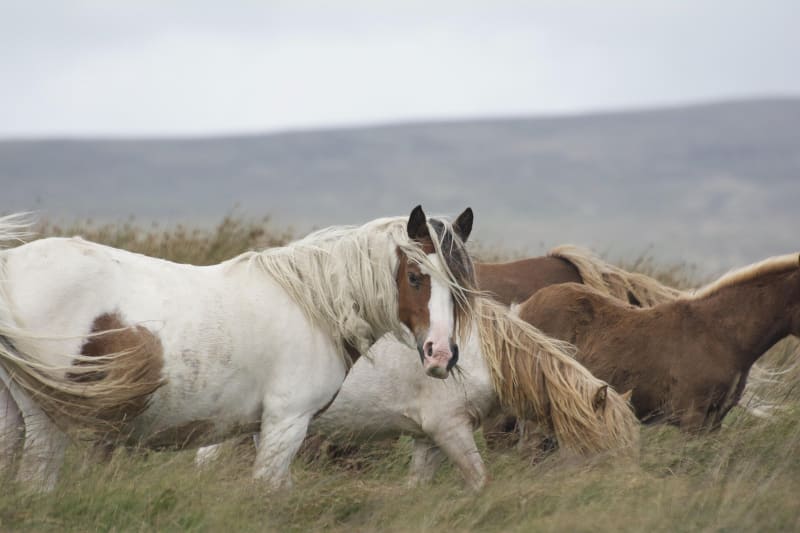 Feral horses and cattle grazing across open grassland with scattered trees in Denmark