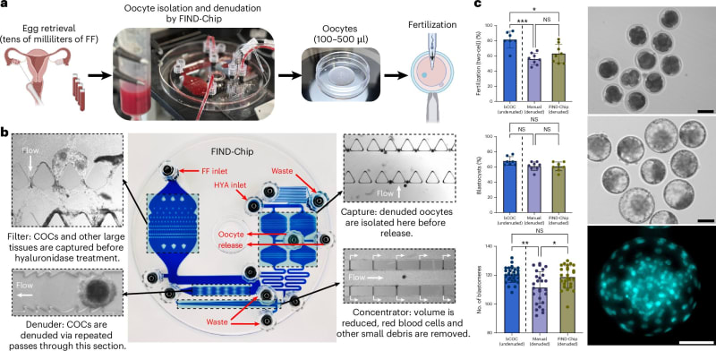 New IVF Chip Finds 583 Eggs Doctors Had Missed