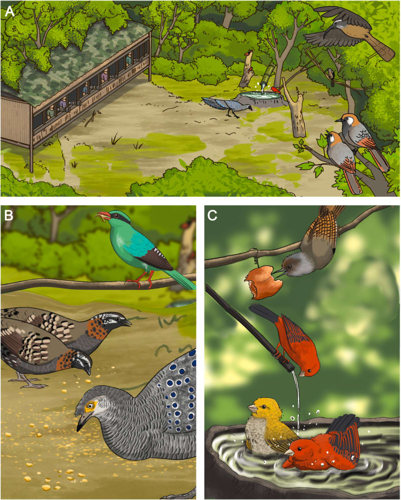 Chinese Communities Create Win-Win Solution: Bird Havens Boost Wildlife and Rural Prosperity